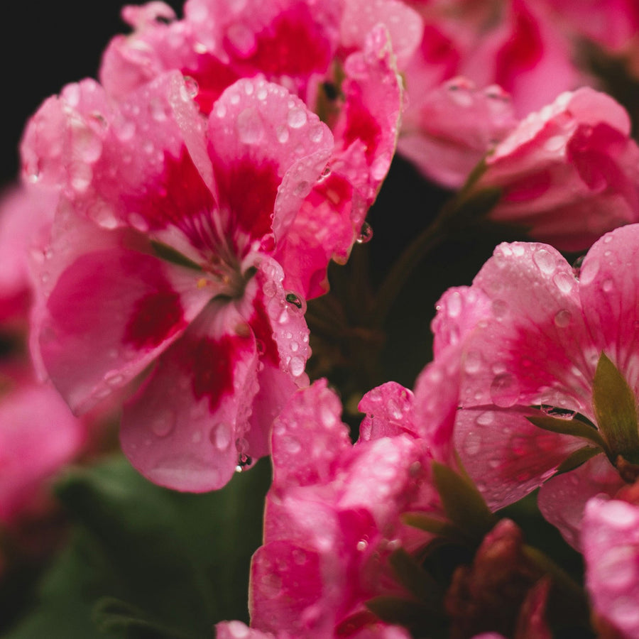 Multi-Surface Cleaning Tablets