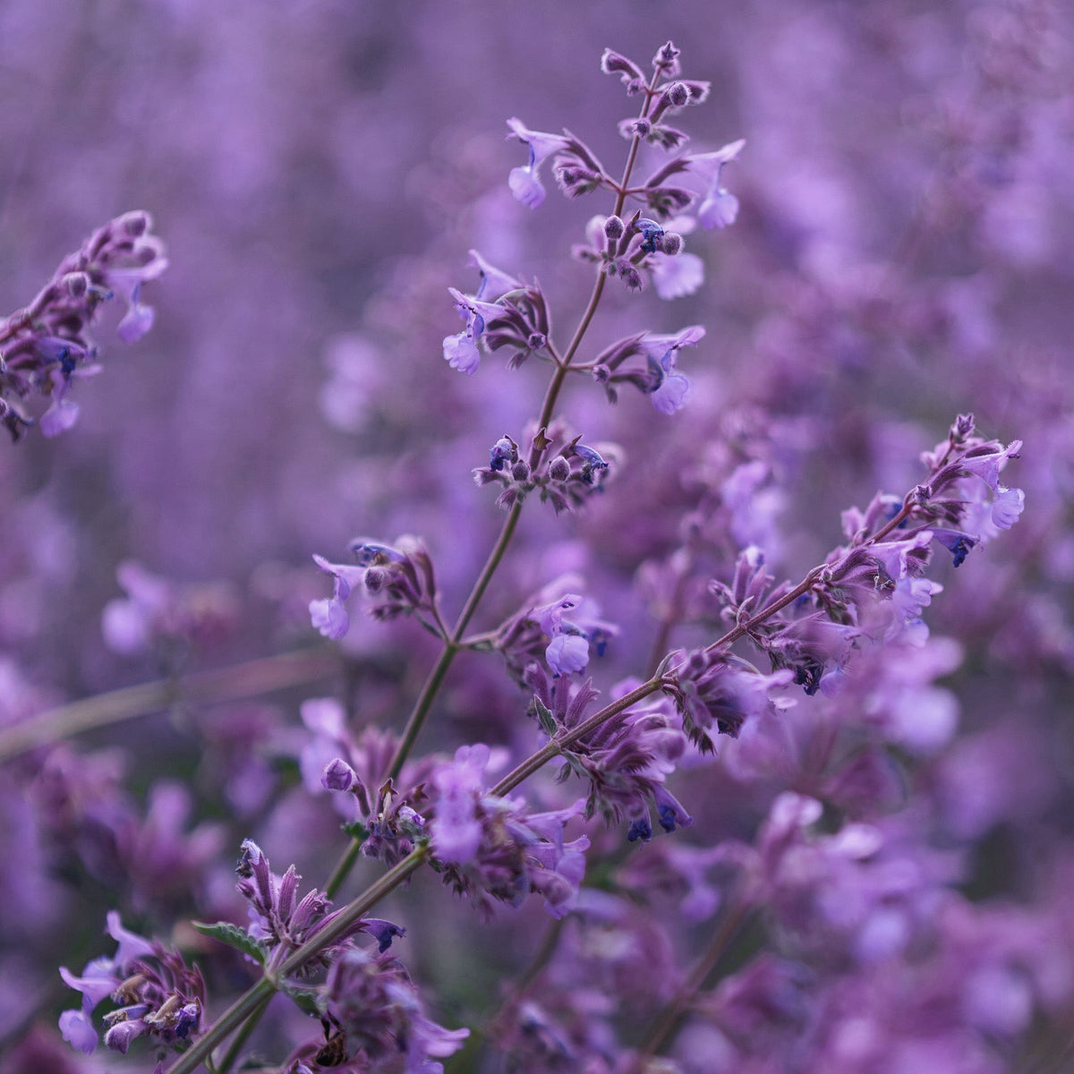 Lavender Foaming Hand Soap Tablets