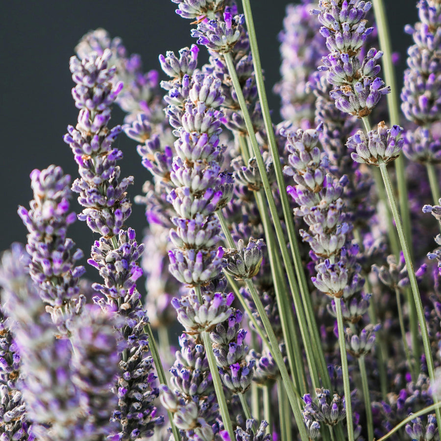 foam lavender plants Lavender Foam Hand Soap Refill Bottle