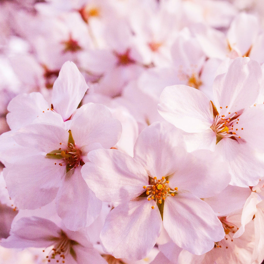 Spring Blossom Foaming Hand Soap Tablets